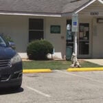 42 dogs improperly euthanized at animal shelter, state says