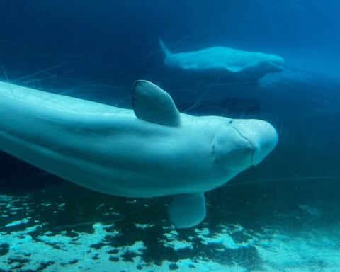 Canadian government endorses a plan to move whales from shuttered Marineland park to US and Spain
