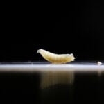 Flesh-eating New World screwworm detected in Texas calf, USDA says, signaling major threat to food production