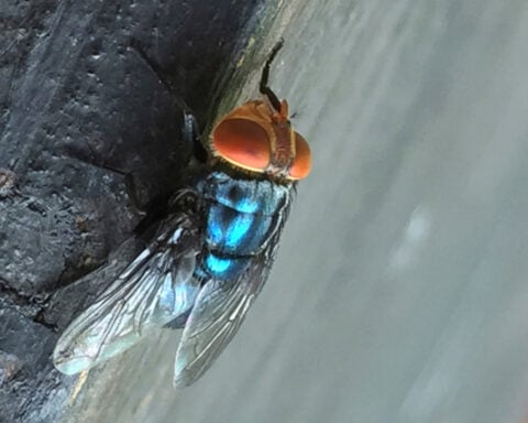 Screwworm fly detected in Texas decades after cattle threat was largely eradicated in US
