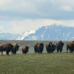 Bison restoration efforts and grazing rights hinge on one question: Are bison wildlife?