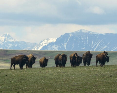 Bison restoration efforts and grazing rights hinge on one question: Are bison wildlife?