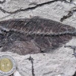 Fossil fishes buried in the desert reveal a missing chapter in marine history