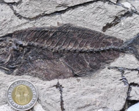 Fossil fishes buried in the desert reveal a missing chapter in marine history