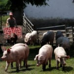 Hungary reports African swine fever in domestic pigs for first time