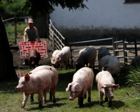 Hungary reports African swine fever in domestic pigs for first time