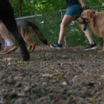 Minneapolis mulls closing Minnehaha Off-Leash Dog Park after discovering it sits on sacred tribal land
