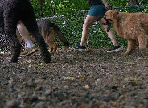 Minneapolis mulls closing Minnehaha Off-Leash Dog Park after discovering it sits on sacred tribal land