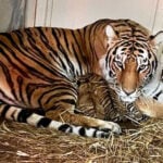 Louisville Zoo announces birth of 3 tiger cubs, the first in decades