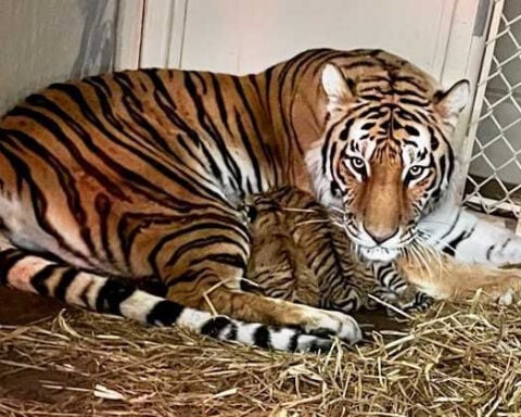 Louisville Zoo announces birth of 3 tiger cubs, the first in decades