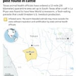 What to know about the New World screwworm fly and its reappearance in the US