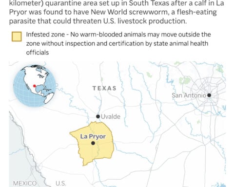 What to know about the New World screwworm fly and its reappearance in the US