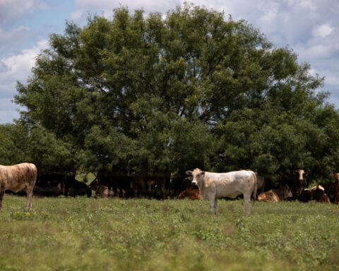 US screwworm case puts ranchers on alert, rallies cattle prices