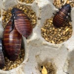 Australian cockroach kingpin caught with 100,000 illegal insects in record bug bust