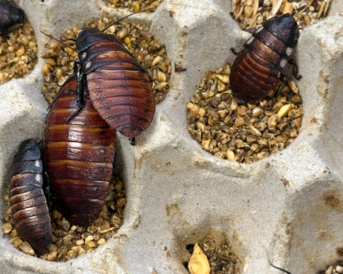 Australian cockroach kingpin caught with 100,000 illegal insects in record bug bust