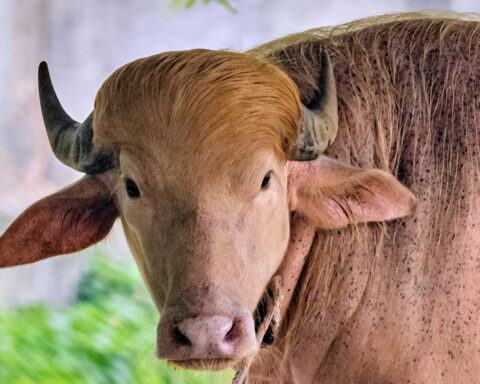 Buffalo named Donald Trump for his golden locks is a sensation at a Bangladesh zoo
