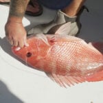 A fish fight off Florida tests Trump’s drive to deregulate America’s seas