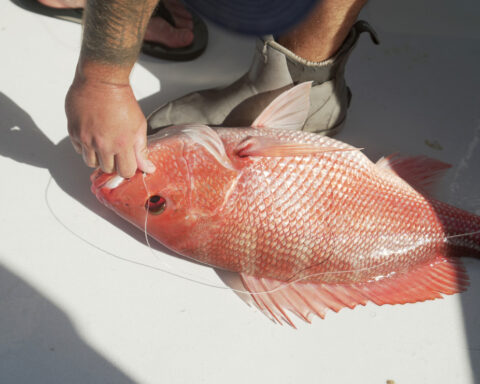 Fishermen prepared for the longest red snapper season in recent memory. A court order stopped it
