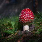 Amanita mushroom poisonings prompt concerns after deaths. A doctor explains what to know