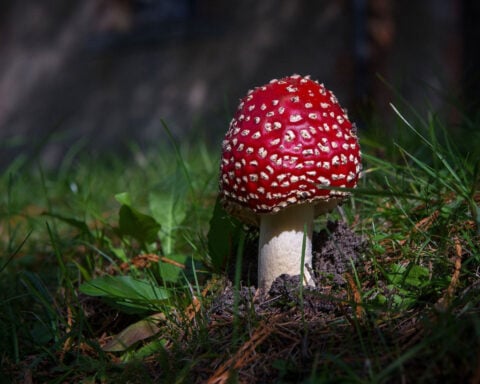 Amanita mushroom poisonings prompt concerns after deaths. A doctor explains what to know