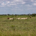 Texas ranchers on edge after screwworm parasite detected in calf