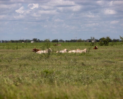 Texas ranchers on edge after screwworm parasite detected in calf
