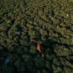 Study warns biodiversity loss could trigger wave of debt crises