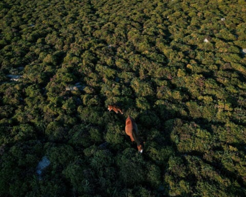 Study warns biodiversity loss could trigger wave of debt crises