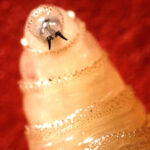 Oklahoma prepares for potential spread of screwworm pest