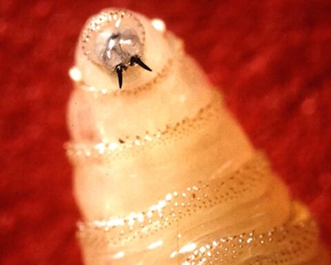 Oklahoma prepares for potential spread of screwworm pest