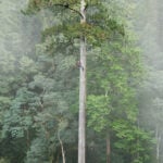 East Asia’s tallest tree is the ‘Heaven Sword,’ an environmental guardian