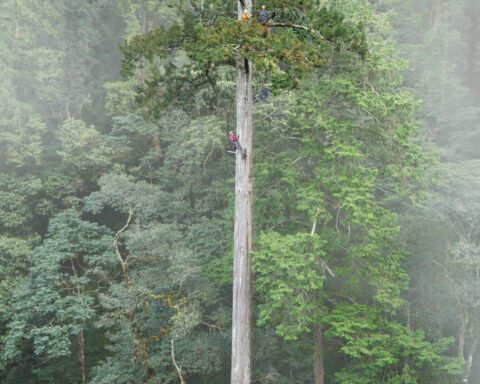 East Asia’s tallest tree is the ‘Heaven Sword,’ an environmental guardian