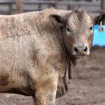 Screwworm border closure fuels beef boom in Mexico, gloom in Texas