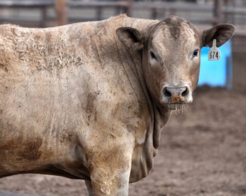 Screwworm border closure fuels beef boom in Mexico, gloom in Texas