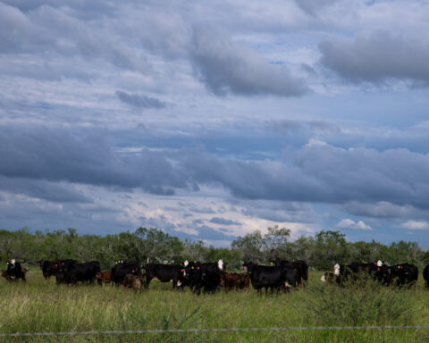Screwworm border closure fuels beef boom in Mexico, gloom in Texas