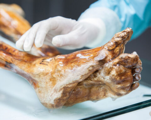 Ötzi the Iceman is long dead, but some of his ancient microbes are still alive