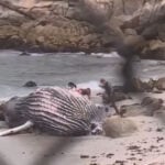 Dead juvenile humpback whale draws crowds in Pacific Grove