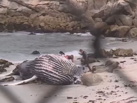 Dead juvenile humpback whale draws crowds in Pacific Grove