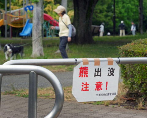 Japanese city closes nearly 100 schools after bear sightings as post-hibernation attacks rise