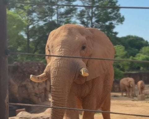 How high-tech walls are helping elephants thrive at Zoo Atlanta