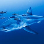 Rare footage of Mediterranean great white shark captured by ghost diver