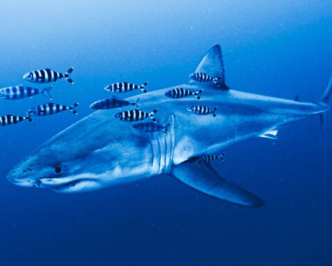 Rare footage of Mediterranean great white shark captured by ghost diver