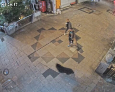 Wild black bear in Japan captured after multi-day hunt grips nation's attention