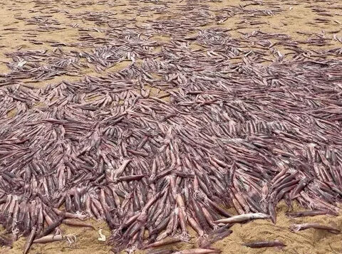 Why did thousands of squid wash up on a Massachusetts beach? Harbormaster explains "completely natural process."