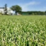 Michigan State University researchers helped create the grass for all 16 FIFA World Cup stadiums
