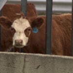 Rancher offers reward as Utah County deputies work to solve cattle theft