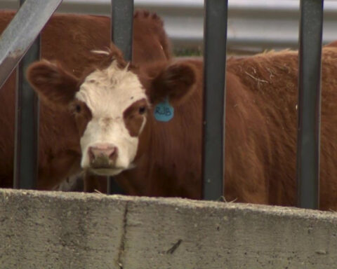 Rancher offers reward as Utah County deputies work to solve cattle theft