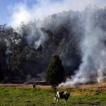 Colombia passes law to track cattle and keep deforestation-linked beef out of supply chains