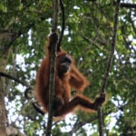 Deadly Indonesia floods wiped out at least 7% of rare orangutan population, report says