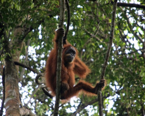Deadly Indonesia floods wiped out at least 7% of rare orangutan population, report says